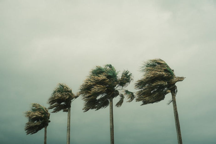 Can Early Preparation for a Dangerous Hurricane Season Save Your Home?